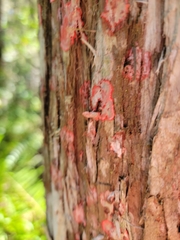 Herpothallon rubrocinctum