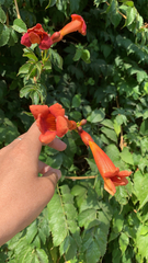 Campsis radicans