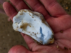 Ostreidae
