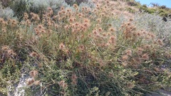 Spinifex