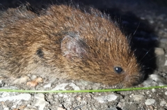 Microtus agrestis