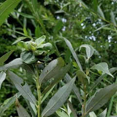 Rabdophaga rosaria