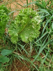 Lactuca sativa