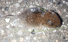 Microtus agrestis