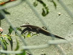 Podarcis virescens