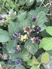 Rubus caesius