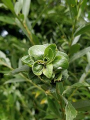 Rabdophaga rosaria