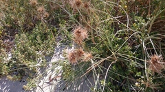 Spinifex