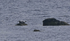 Phoca vitulina vitulina