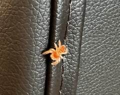 Phidippus cardinalis