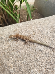 Podarcis pityusensis