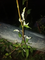 Fallopia