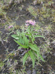 Saussurea pseudotilesii