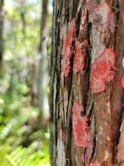 Herpothallon rubrocinctum