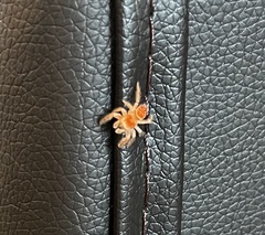 Phidippus cardinalis