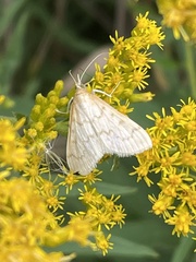 Hahncappsia pergilvalis