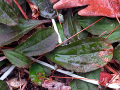 Antennaria solitaria