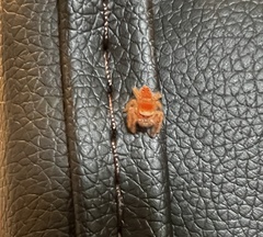 Phidippus cardinalis