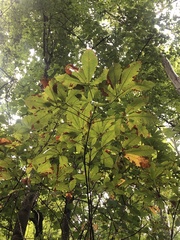 Aesculus flava