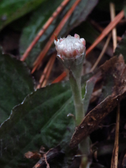 Antennaria solitaria