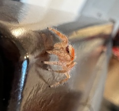 Phidippus cardinalis