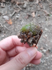 Andricus quercuscalicis