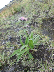 Saussurea pseudotilesii