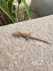 Podarcis pityusensis