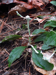 Antennaria solitaria