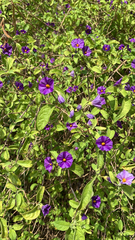 Lycianthes rantonnetii