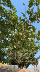 Platanus