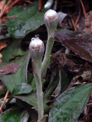 Antennaria solitaria