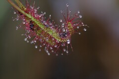 Drosera capensis