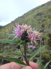 Saussurea pseudotilesii