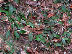 Antennaria solitaria