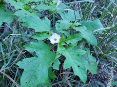 Datura quercifolia