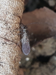 Ectopsocus