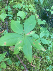 Lysimachia borealis