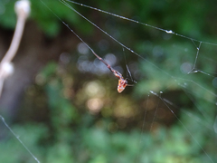 Argyrodes argyrodes