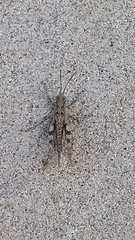 Acrididae