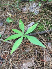 Lysimachia borealis