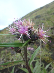 Saussurea pseudotilesii