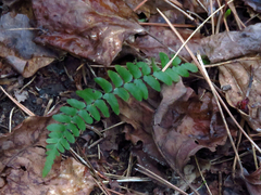 Asplenium platyneuron