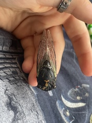 Neotibicen lyricen engelhardti
