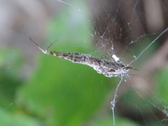 Uloborus walckenaerius