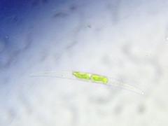 Closterium baillyanum