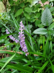 Liriope muscari