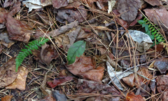 Asplenium platyneuron