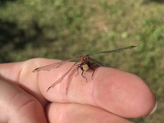 Sympetrum obtrusum