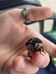 Neotibicen lyricen engelhardti